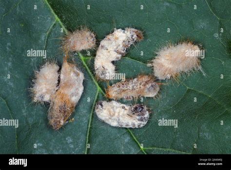 Caterpillars of Brown tail moth Euproctis chrysorrhoea killed by ...