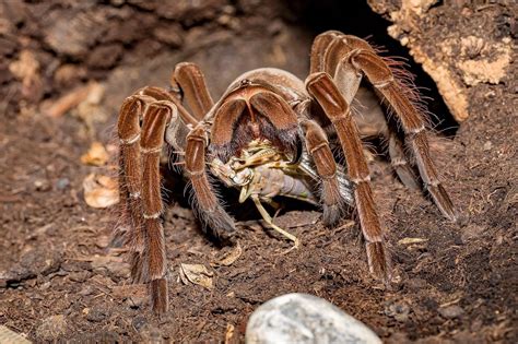 The Diet and Nutrition of a Tarantula - Working Mom Blog | Outside the ...