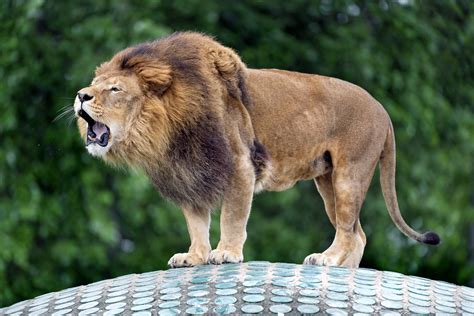 Male lion roaring on the dome - a photo on Flickriver