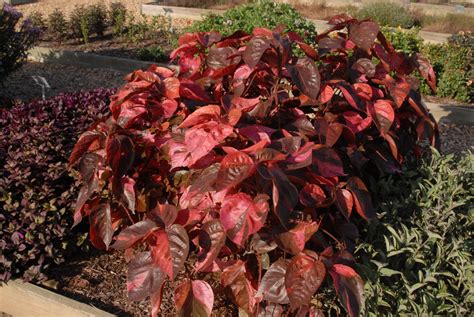 Acalypha wilkesiana (Cooperleaf, Copperleaf, Copper Plant, Jacob's Coat ...