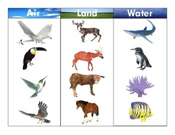 Air-Land-Water Animals:Realistic Clipart-Three Part Card Set 2 | TpT