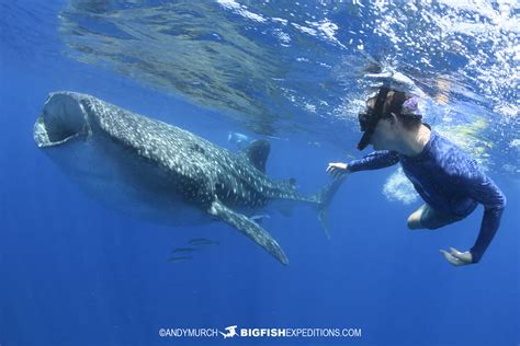 Snorkeling with whale sharksWhale-Shark-Snorkeling-201 | Big Fish ...