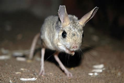 Jerboa - Alchetron, The Free Social Encyclopedia