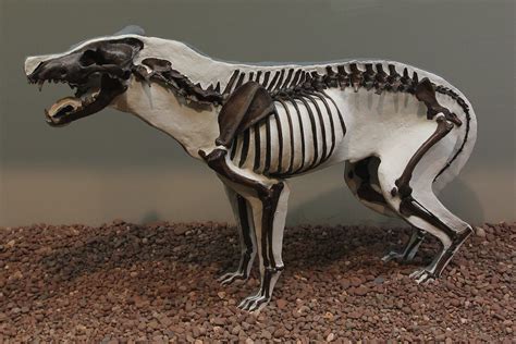 Dire Wolf | The skeleton of a dire wolf on exhibit in the Ha… | Flickr