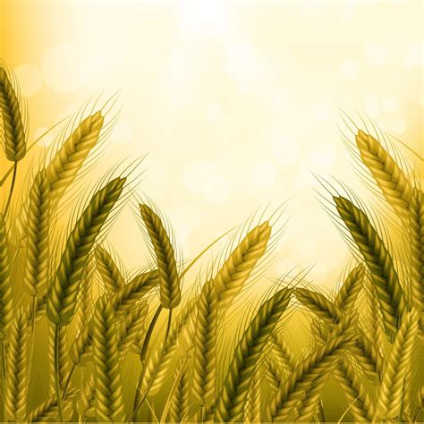 Wheat vector illustration. 10929189 Vector Art at Vecteezy