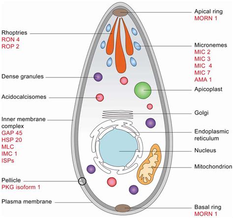 [DIAGRAM] Toxoplasma Gondii Diagram - MYDIAGRAM.ONLINE