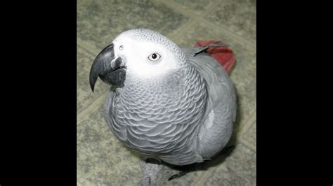 African Grey Parrot Talking, Singing, and Dancing - YouTube