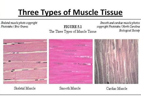 Skeletal Muscle Cell Slide