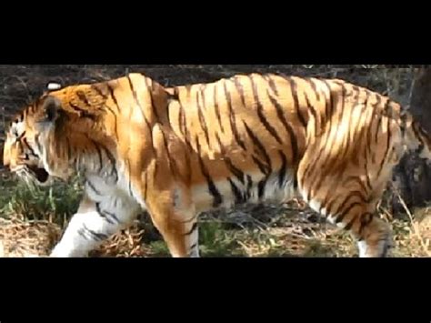 Huge Royal Bengal Tiger | विशालकाय बंगाल टाइगर (बाघ) - YouTube