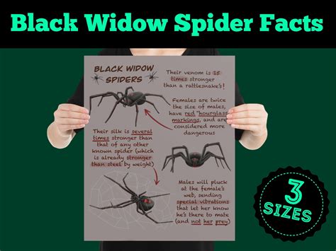 Black Widow Spiders Educational Poster Wildlife Fun Facts for | Etsy