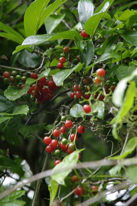 Cordia collococca - Arboretum