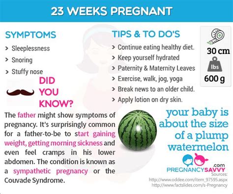 32 best images about Pregnancy Weeks on Pinterest | Facts, 23 weeks ...