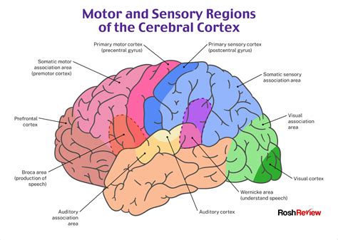 Motor and Sensory Regions of the Cerebral Cortex | Psychiatry, Nursing ...