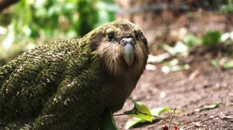 Saving the kakapo, New Zealand's 'gorgeous, hilarious' parrot - CNN