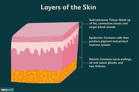 Skin Diagram And Functions