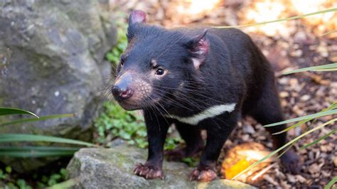 Tasmanian Devil | Endangered Australian Marsupial | Auckland Zoo