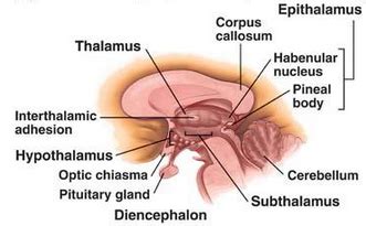 subthalamus [Operative Neurosurgery] | Medical knowledge, Corpus ...