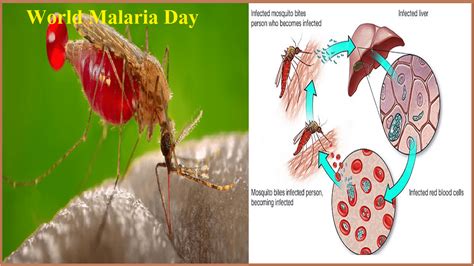 World Malaria Day: 25th April, 2022 - Radio Sargam