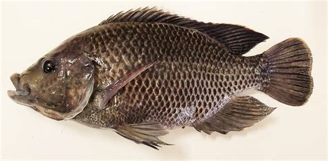 Black Mozambique Tilapia – Live Aquaponics