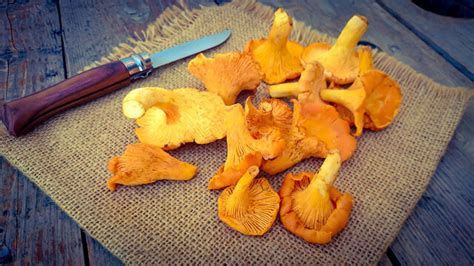 รูปภาพGirolles – เลือกดูภาพถ่ายสต็อก เวกเตอร์ และวิดีโอ835 | Adobe Stock