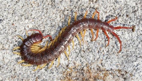 Habitats of Centipedes | Sciencing