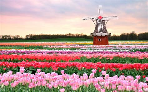 Tulip Fields in Netherlands Wallpaper Of Beautiful Flowers