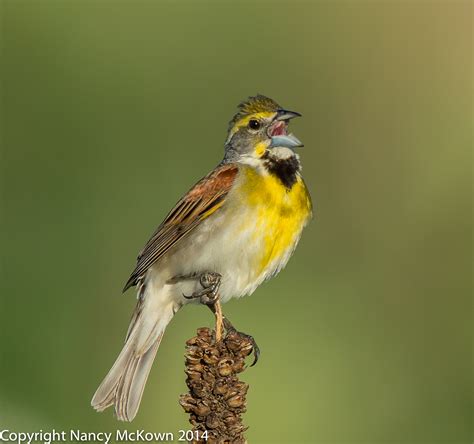 Male Dickcissel | Welcome to NancyBirdPhotography.com