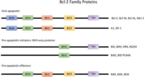 Illustration of Bcl-2 family of proteins which are classified based on ...