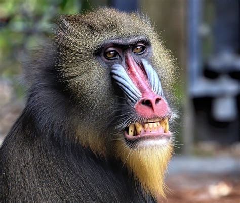 Mandrill Baboon Teeth