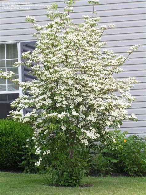 PlantFiles Pictures: Kousa Dogwood, Chinese Dogwood, Japanese Dogwood ...