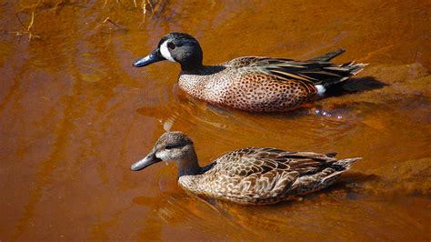 Blue-winged Teal | Audubon Field Guide