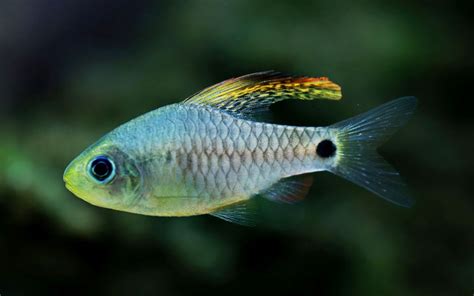 10 Types of Barb Fish to Keep in Your Aquarium - AquariumNexus