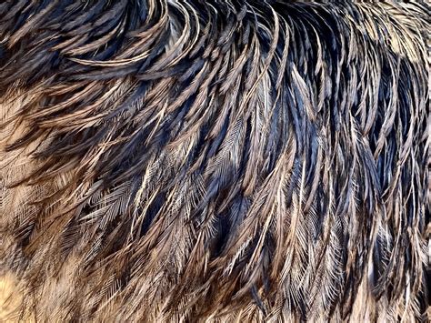 Emu Feathers | cafuego | Flickr