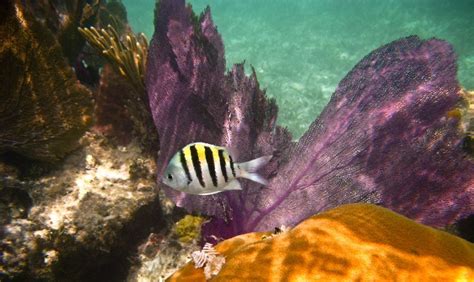 Exumas, Bahamas, Snorkeling Itinerary Aboard Charter Catamaran RUBICON