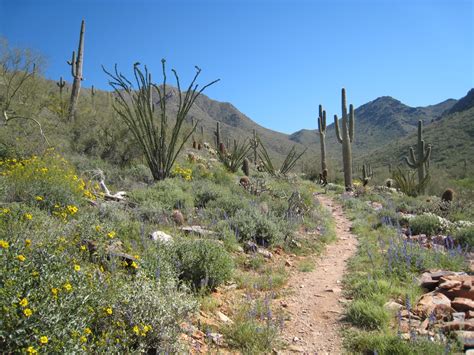 sonoran-desert - Land8