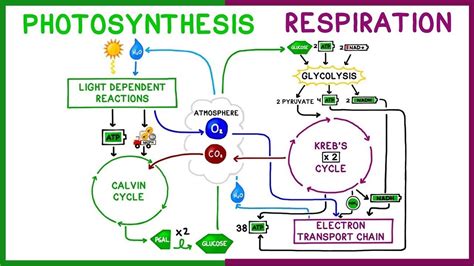 Photosynthesis And Respiration Worksheet - Wordworksheet.com