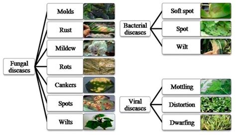 Categorizing Diseases from Leaf Images Using a Hybrid Learning Model