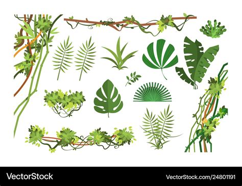 Jungle vine cartoon rainforest leaves and liana Vector Image