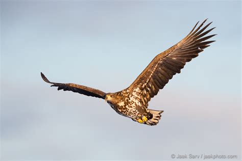 White-tailed Eagle Flying « Jaak Sarv Photography