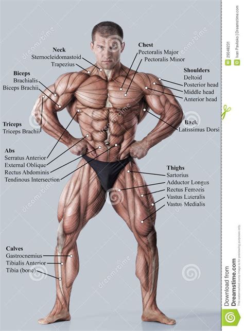 Photo about Anatomy of male muscular system - anterior view - full body ...