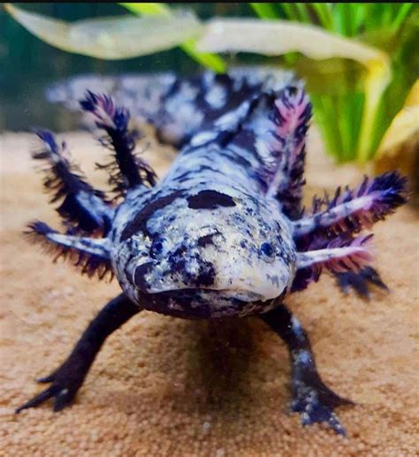 Mosaic axolotl morph : r/RealLifeShinies