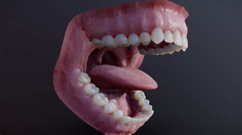 Male Mouth 3d Model Male Mouth Anatomy Models Nose Anatomy | Images and ...