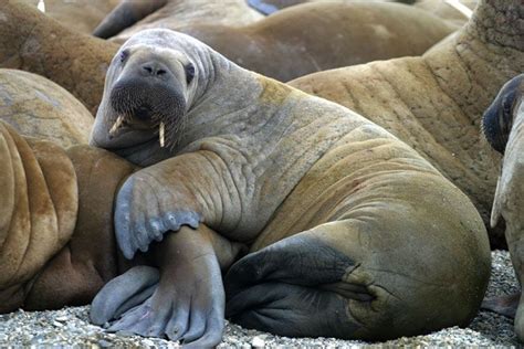 baby walrus | Mother and baby walrus - notice the short tusks on the ...