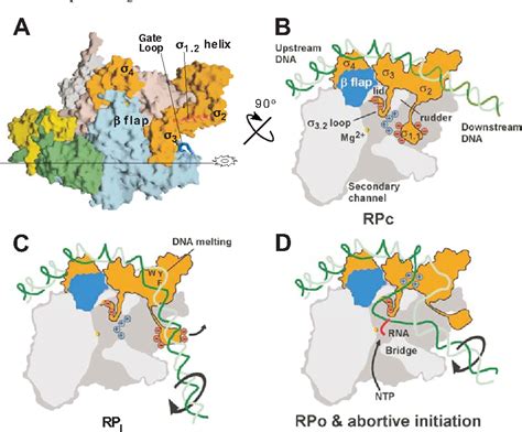 Figure 2 from The Structure of Bacterial RNA Polymerase | Semantic Scholar