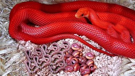 दुनिया के 5 सबसे अजीब सांप World's 5 weird snakes - YouTube