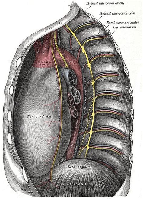 Intercostal veins - Alchetron, The Free Social Encyclopedia