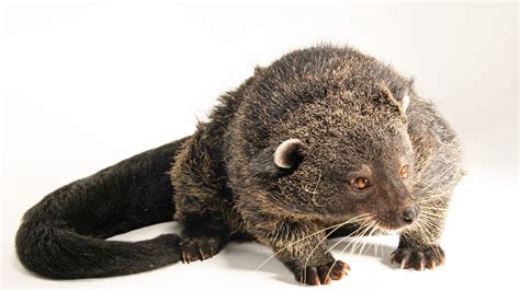 Binturong, facts and photos