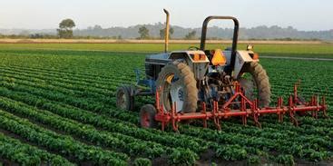 The difference between intensive and extensive - Canadian Agriculture