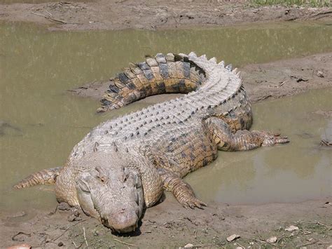 Wildlife of Malaysia - Alchetron, The Free Social Encyclopedia