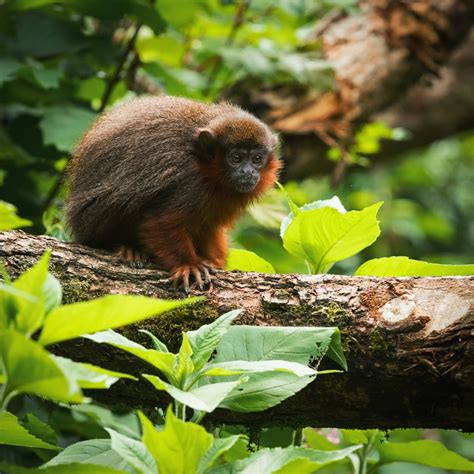 Coppery titi monkey | Callicebus cupreus | Marwell Zoo